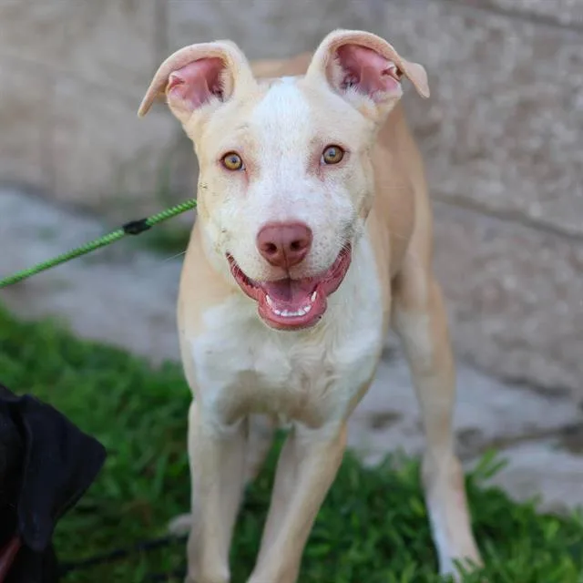 A baby small-sized male Pit Bull Terrier dog named Cider for adoption in Modesto, CA