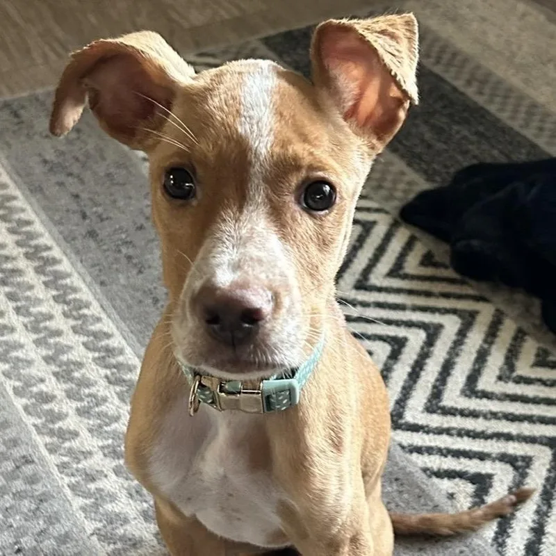 Penny