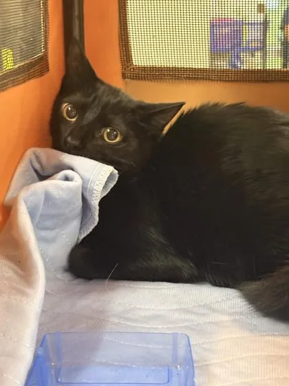 A baby small-sized female Domestic Short Hair cat named Mint Gum for adoption in Memphis, TN