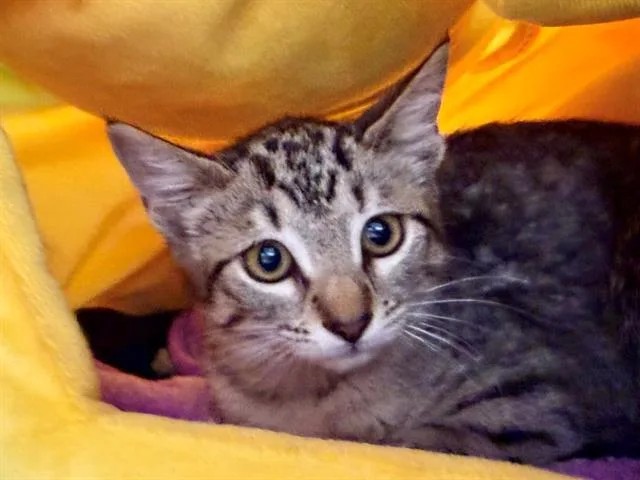 A baby small-sized female Domestic Short Hair cat named Georgie for adoption in Santa Rosa, CA