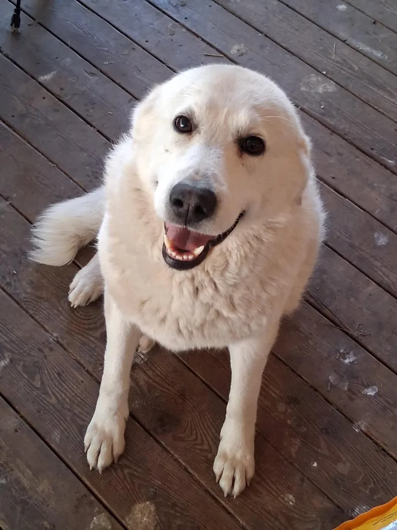 Angel thumbnail 2