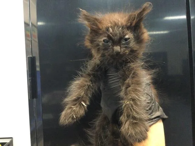 A baby small-sized male Domestic Short Hair cat named Wolfie for adoption in Thousand Palms, CA