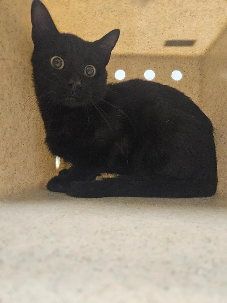 A baby medium-sized male Domestic Short Hair cat named Working Cat: Andy for adoption in Bloomington, IN