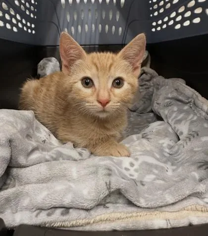 A baby small-sized male Domestic Short Hair cat named Bento for adoption in Covington, LA