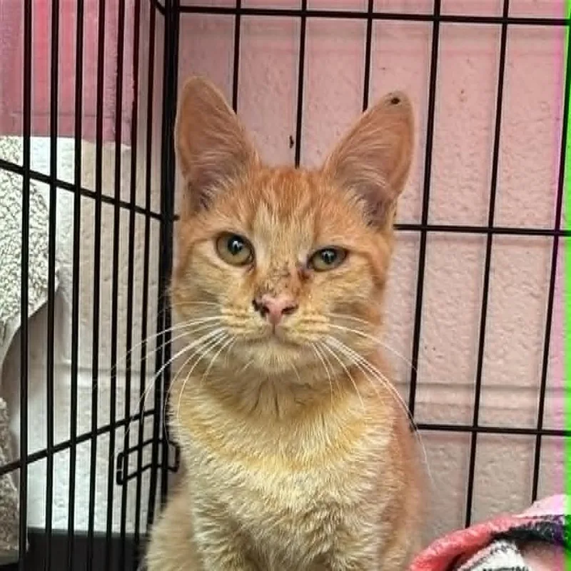 A young small-sized male Orange / Red Domestic Short Hair cat named SVASStray for adoption in Lyndhurst, VA