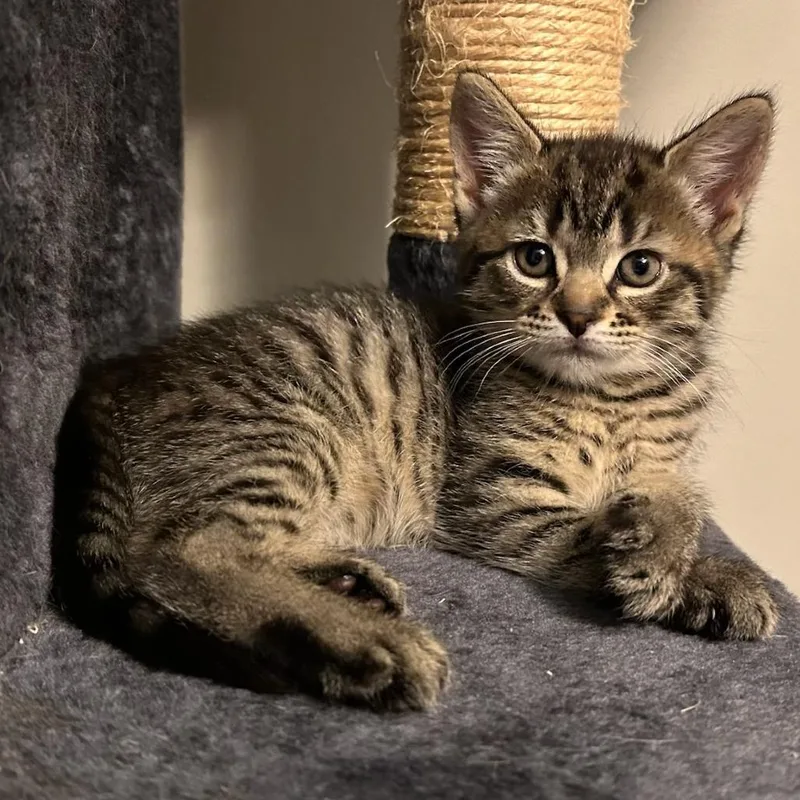 A baby small-sized female Brown / Chocolate Domestic Short Hair cat named Gaucatmole for adoption in North Branford, CT