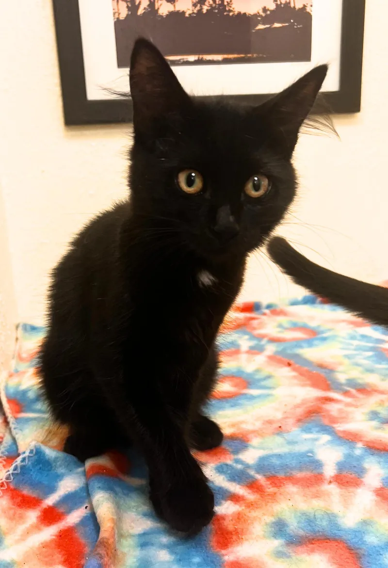 A baby small-sized female Black & White / Tuxedo Norwegian Forest Cat cat named Iggy a dangerously for adoption in The Dalles, OR