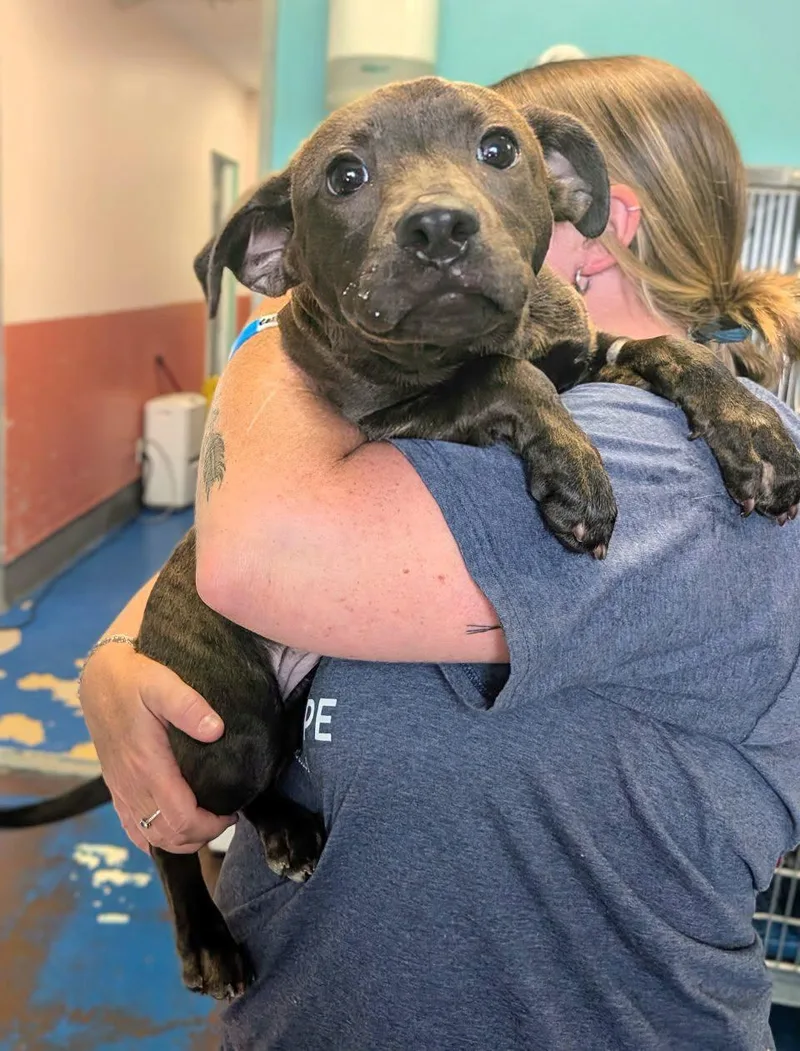 A baby medium-sized female Pit Bull Terrier dog named Dorothy for adoption in Newburgh, IN