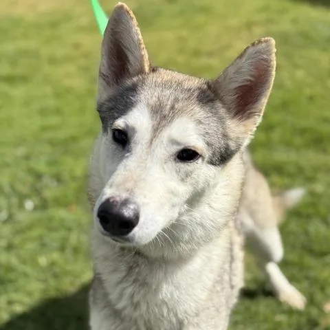 A young large-sized female Siberian Husky dog named Zoey for adoption in Camarillo, CA