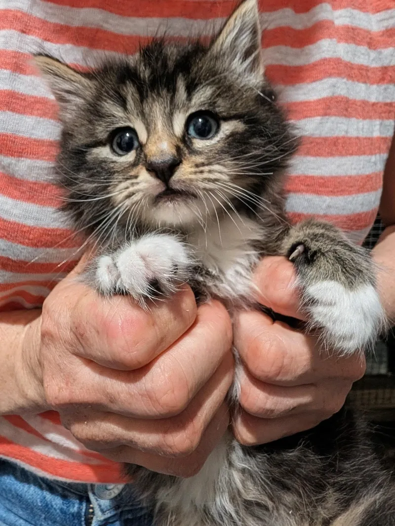 A baby small-sized male Tabby (Brown / Chocolate) Domestic Medium Hair cat named Dumpling for adoption in Ridgewood, NY