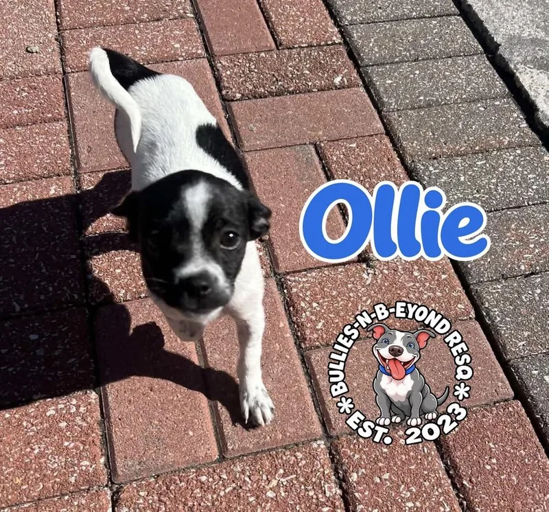 A baby small-sized male Tricolor (Brown, Black, & White) Shih Tzu dog named Ollie for adoption in Omaha, NE