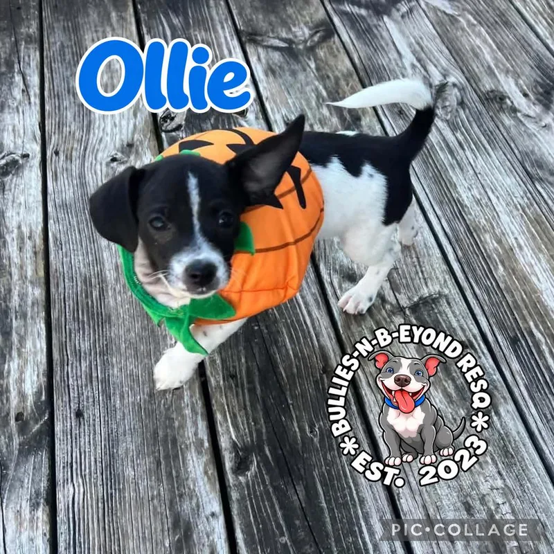 Ollie thumbnail 2