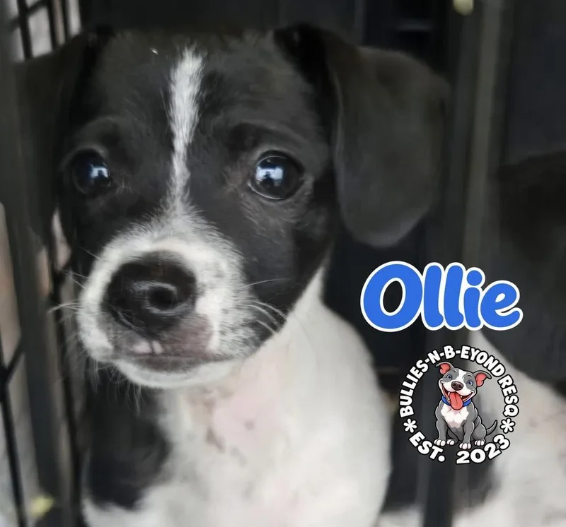 Ollie thumbnail 3