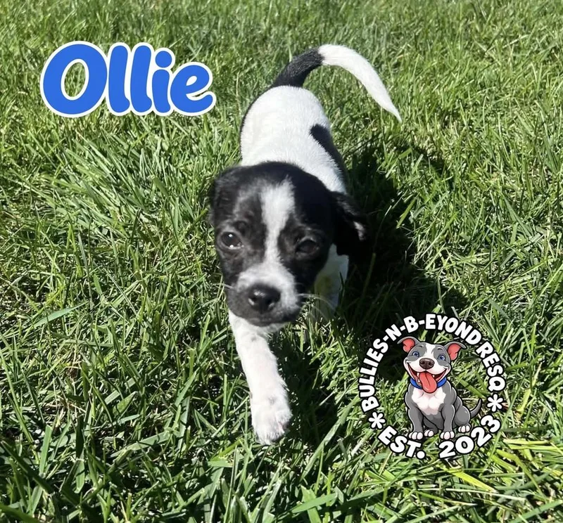 Ollie thumbnail 4