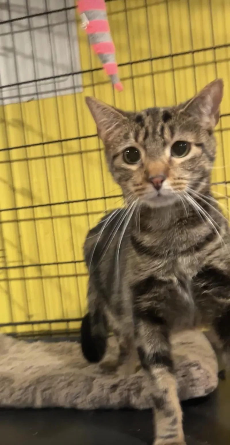 An adult medium-sized female Domestic Short Hair cat named Sable for adoption in Havertown, PA