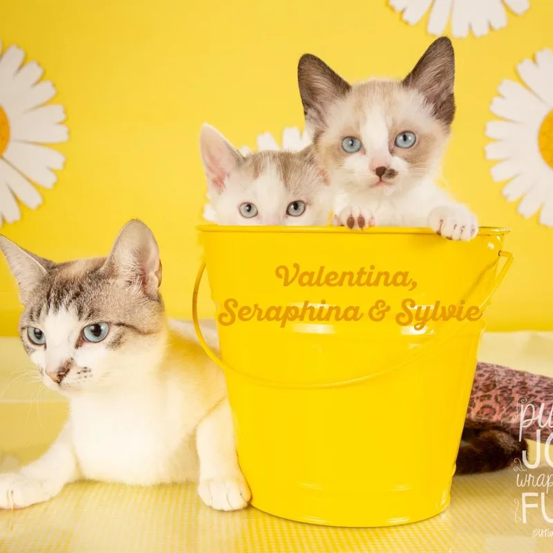 A young small-sized female White Domestic Short Hair cat named Valentina for adoption in Springfield, MO