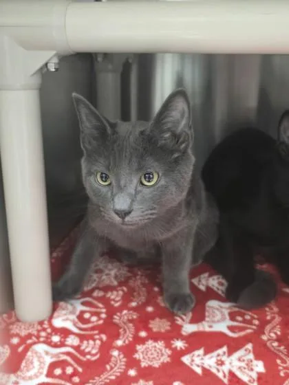 An adult small-sized male Domestic Short Hair cat named Sam for adoption in Missoula, MT