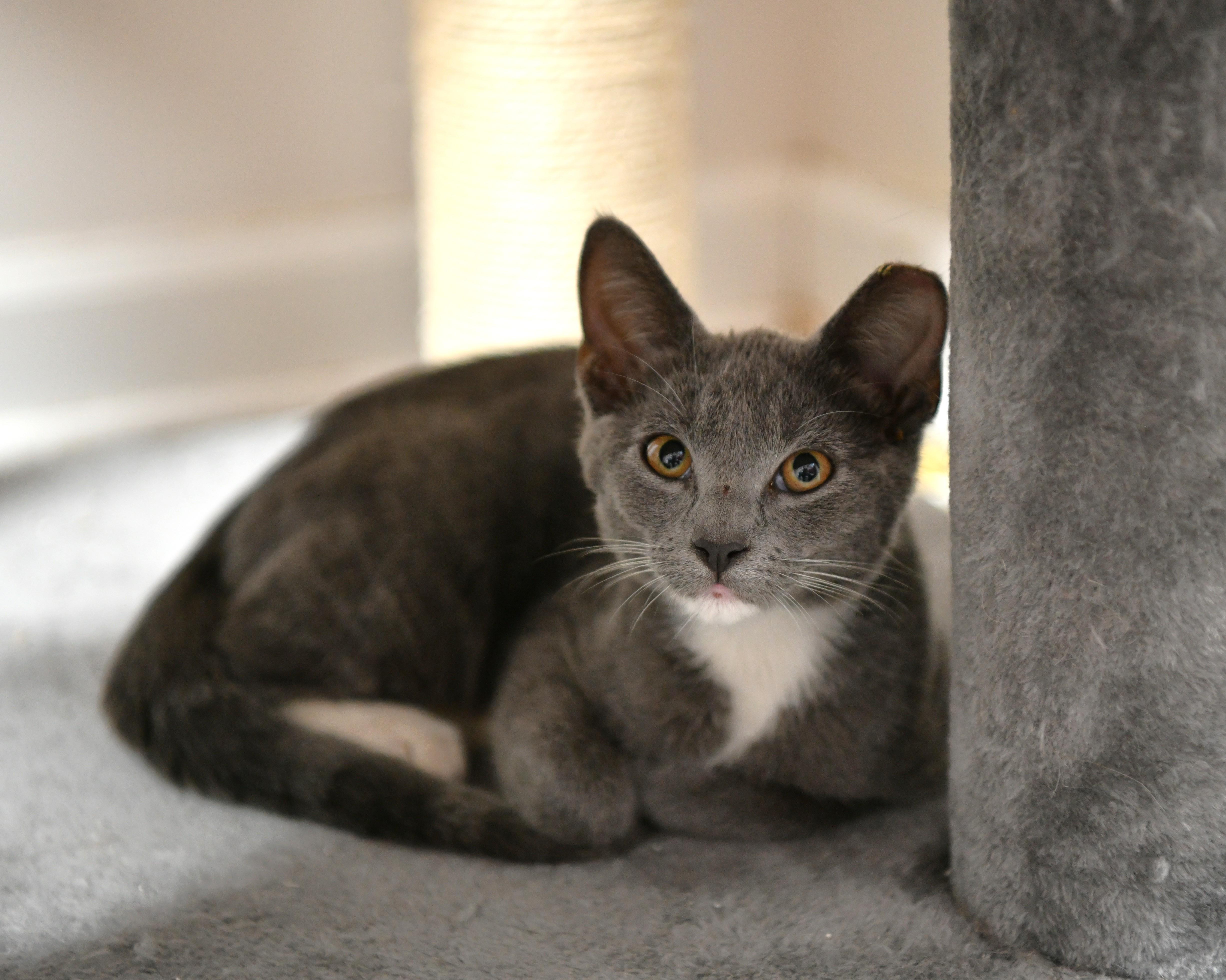 A baby medium-sized male Gray & White Domestic Short Hair cat named Opossum for adoption in Fairhope, AL