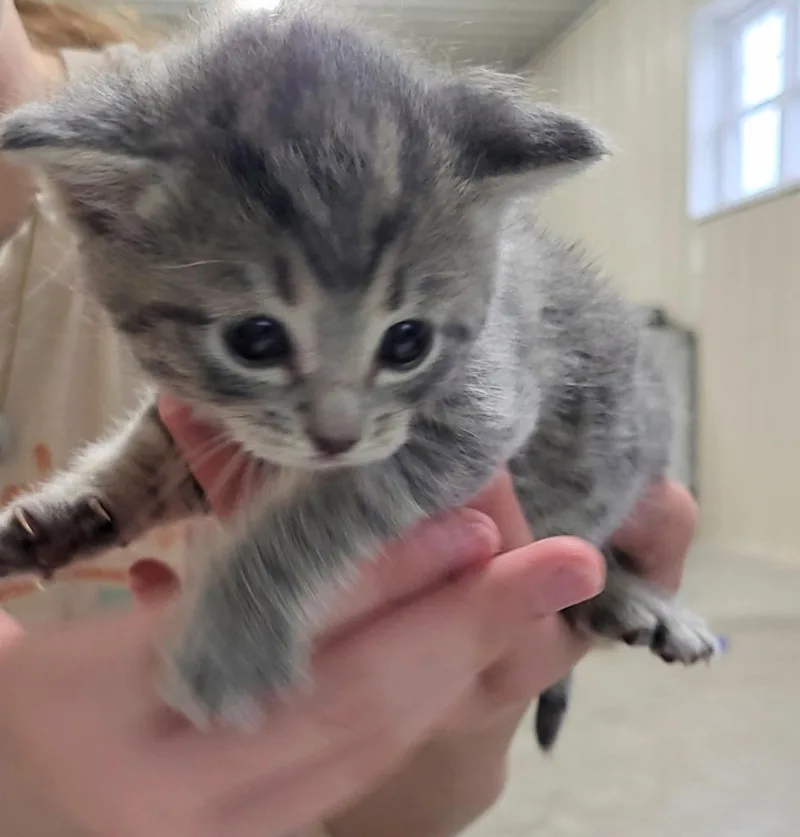 A baby medium-sized female Domestic Short Hair cat named Vega for adoption in Medford, WI