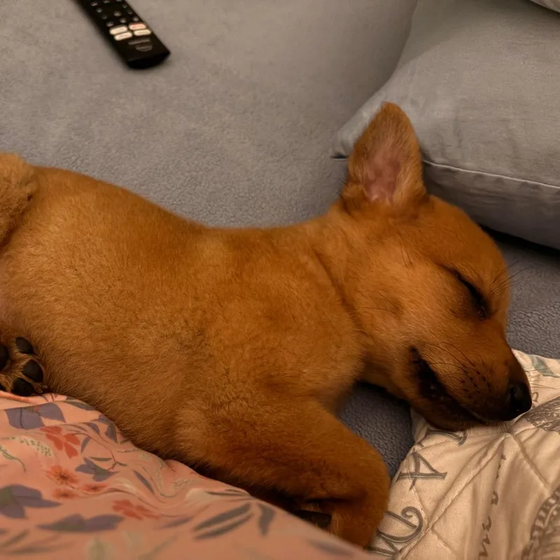 A baby small-sized male Brown / Chocolate Mixed Breed dog named Samson for adoption in Raleigh, NC
