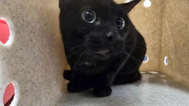 A young small-sized female Domestic Short Hair cat named Auntie for adoption in Thousand Palms, CA