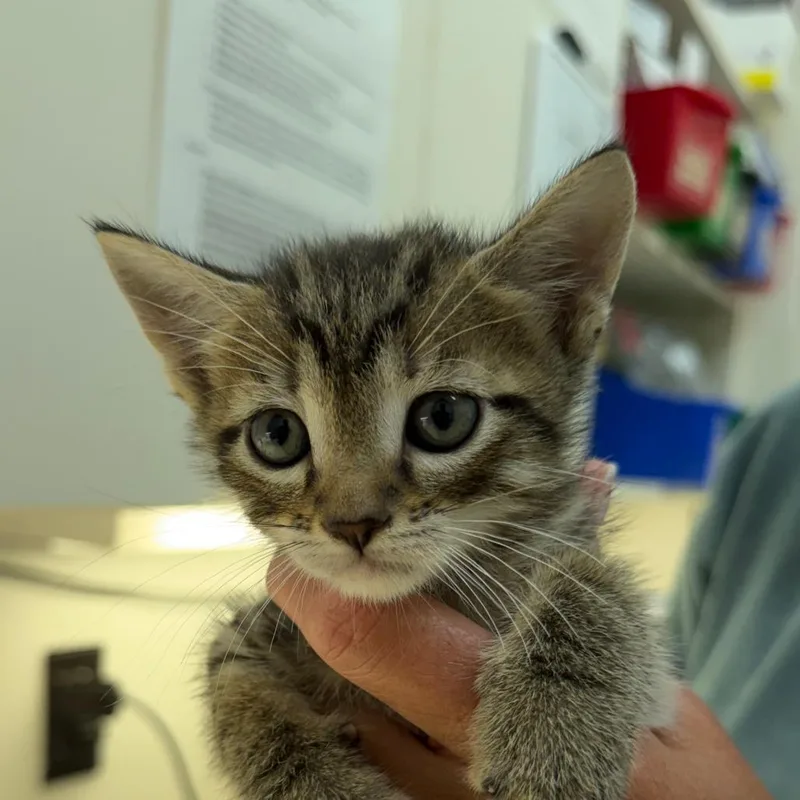 A baby small-sized female Gray / Blue / Silver Domestic Medium Hair cat named Peach for adoption in Auburn, AL