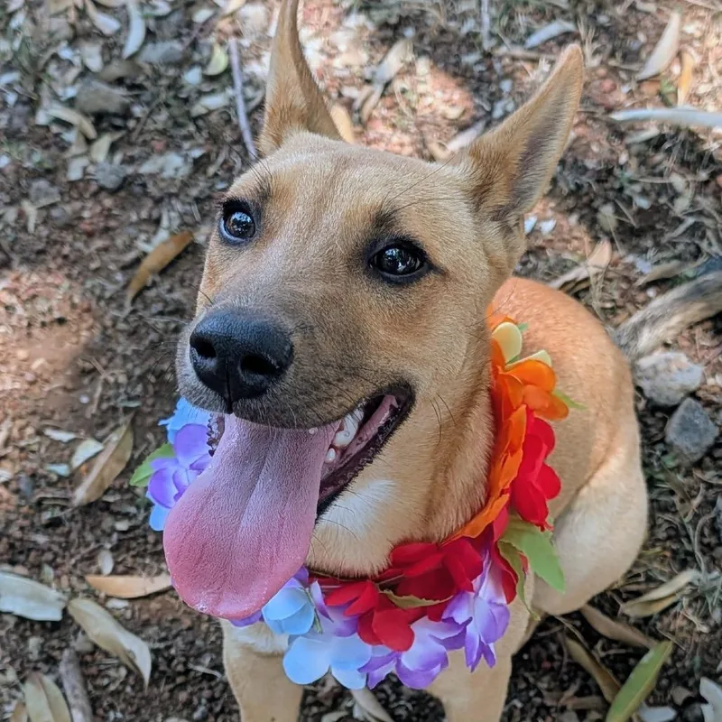 A young medium-sized female Brown / Chocolate Mixed Breed dog named Minnie P for adoption in Volcano, HI
