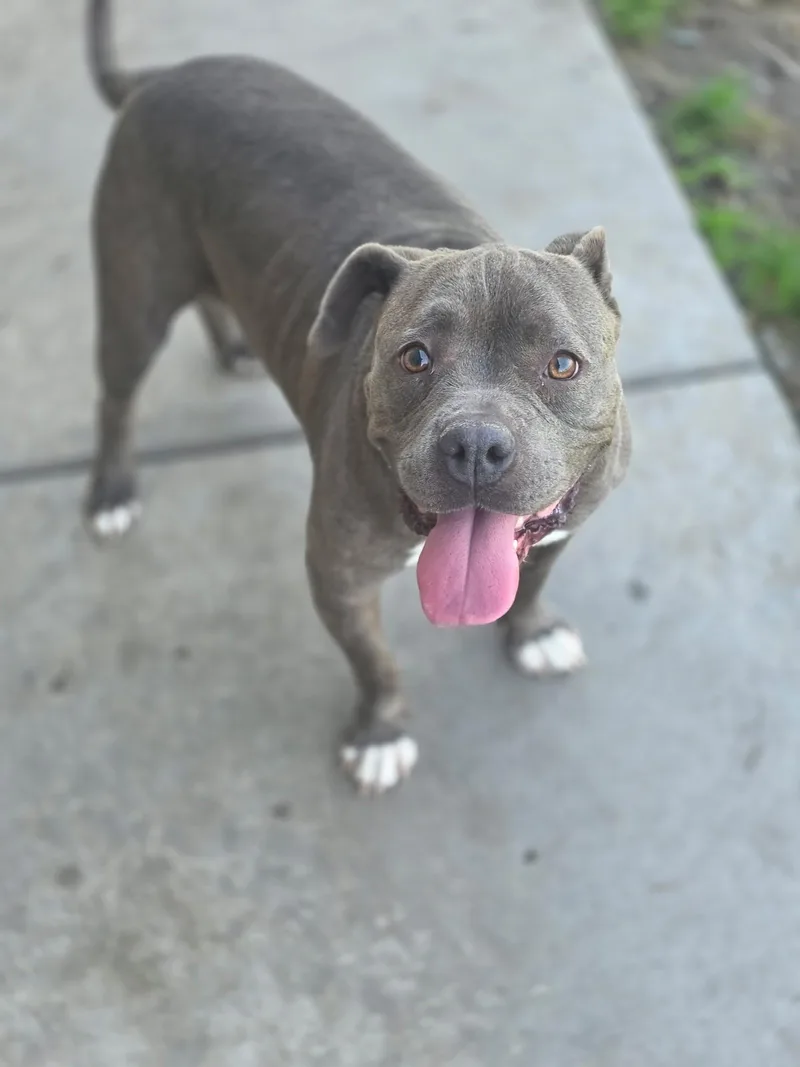 An adult medium-sized female Gray / Blue / Silver Pit Bull Terrier dog named Pippa for adoption in Manteca, CA