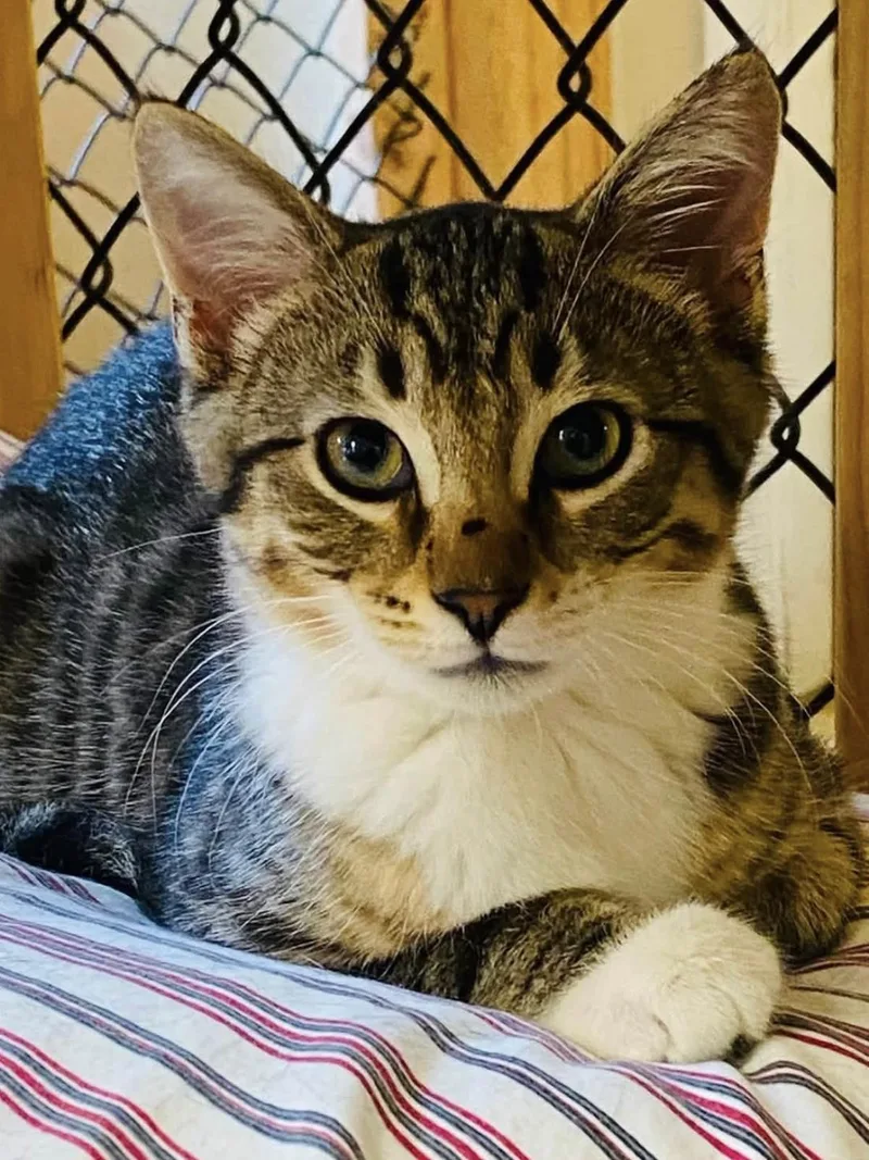 A baby small-sized male Domestic Short Hair cat named Lima Bean for adoption in Beacon, NY