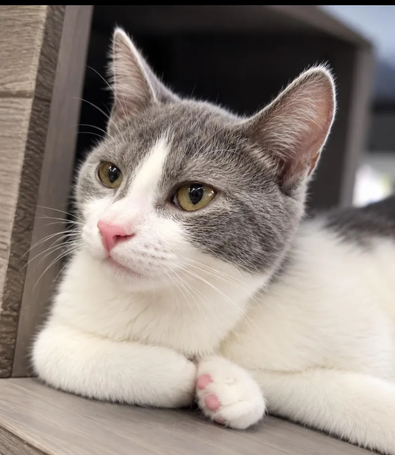 A young medium-sized female Gray & White Domestic Short Hair cat named Freya for adoption in Woodstock, GA