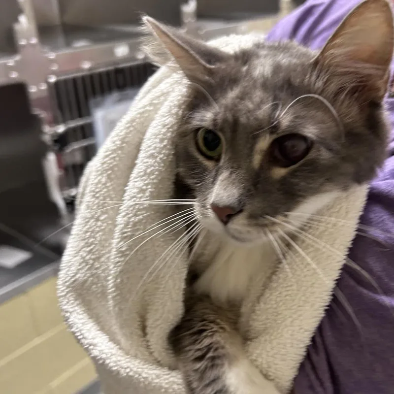 A senior medium-sized male Gray / Blue / Silver Domestic Long Hair cat named Ranger for adoption in Asheville, NC