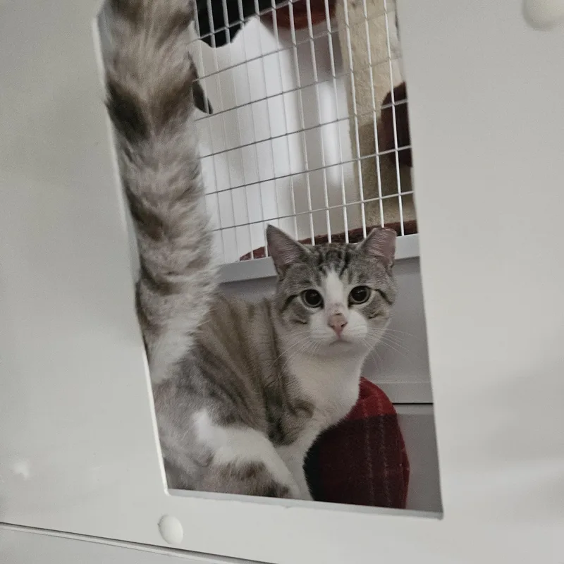 An adult medium-sized male Blue Point Domestic Short Hair cat named Jay for adoption in Melbourne, FL