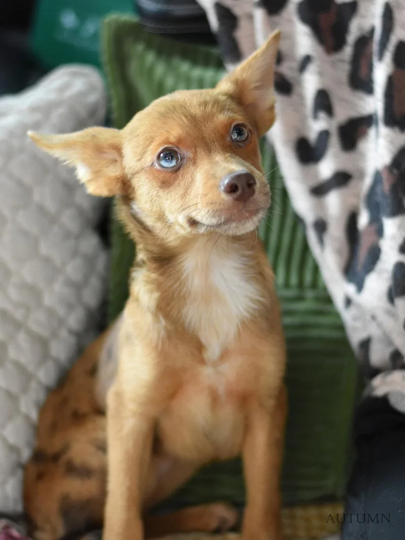 A baby small-sized female Border Terrier dog named Autumn for adoption in Montgomery, TX