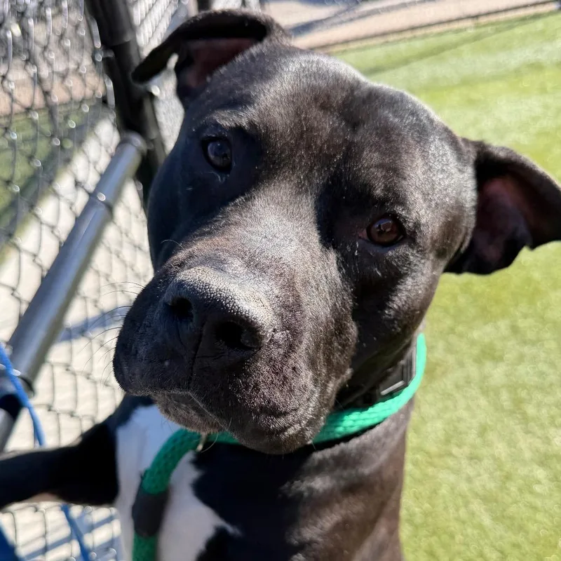 An adult large-sized male Black Pit Bull Terrier dog named Chevy Chase for adoption in Philadelphia, PA