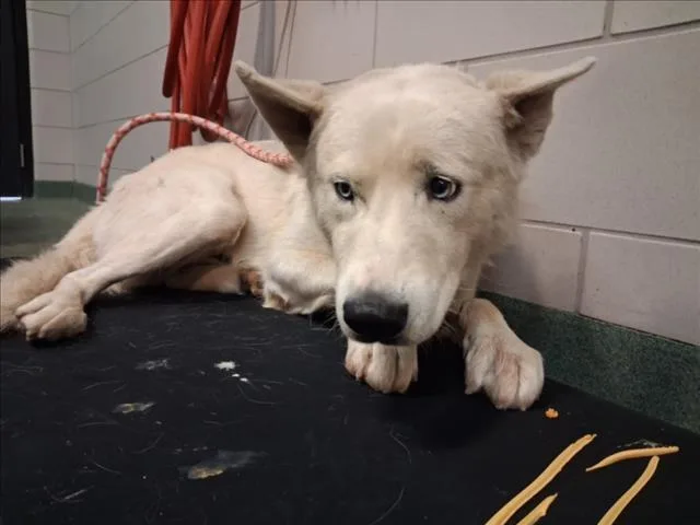 A young large-sized male Mixed Breed dog named A for adoption in Santa Fe, NM
