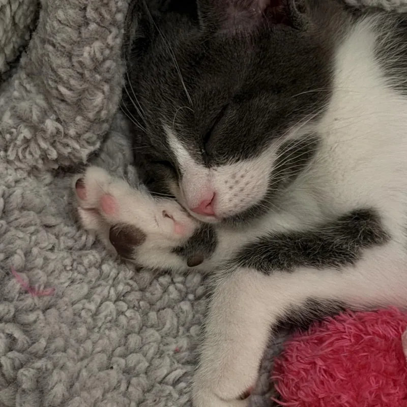 A baby small-sized male Gray / Blue / Silver Domestic Short Hair cat named Mochi for adoption in Los Angeles, CA