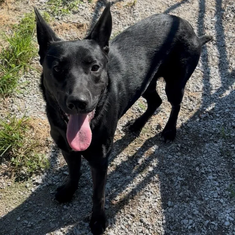 A young medium-sized female Black Shepherd dog named Febe for adoption in Falmouth, KY