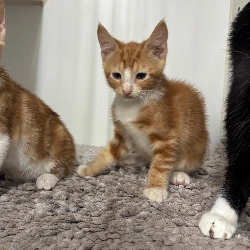 A baby small-sized male Orange / Red Domestic Short Hair cat named Tigger for adoption in Hinesville, GA