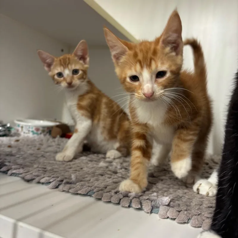 Tigger thumbnail 2