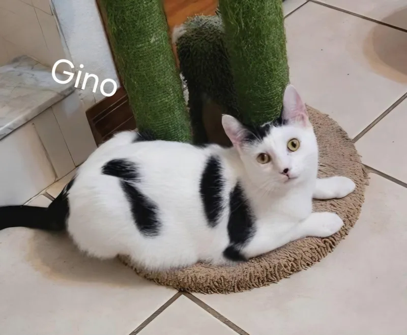 Gino