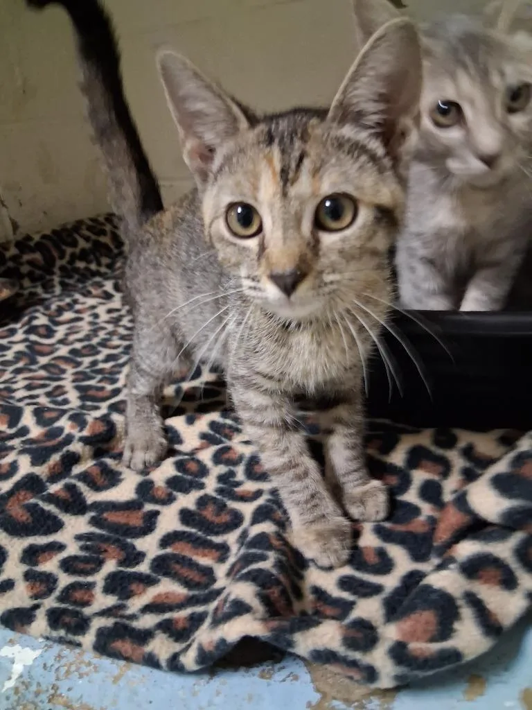 A baby small-sized female Domestic Short Hair cat named Sue Storm for adoption in Ada, OK