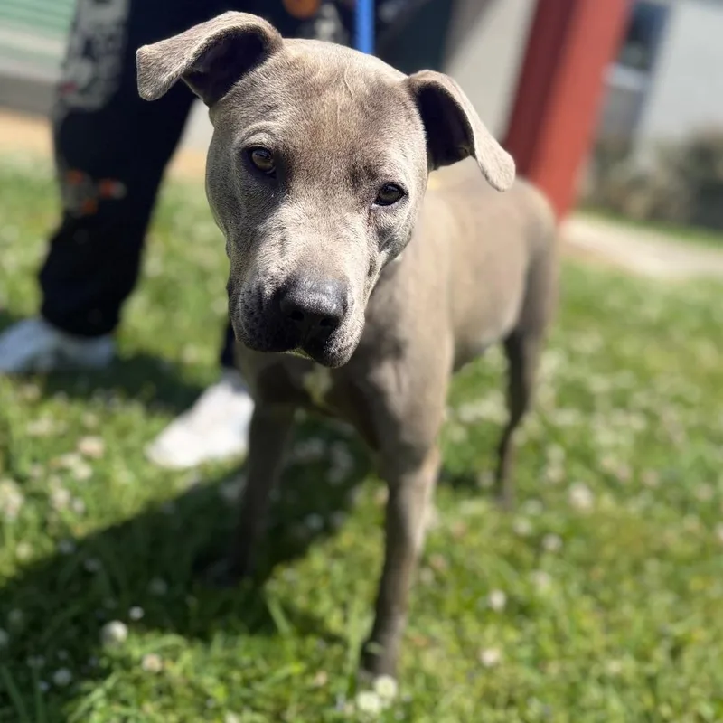 An adult medium-sized female Gray / Blue / Silver Mixed Breed dog named Brooklyn for adoption in Corinth, MS