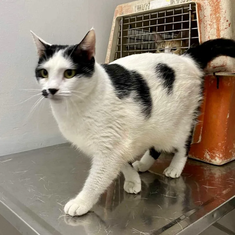 Little Lee thumbnail 2