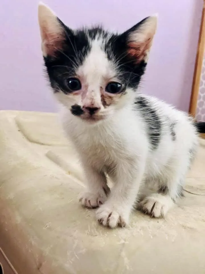 Little Lee thumbnail 3