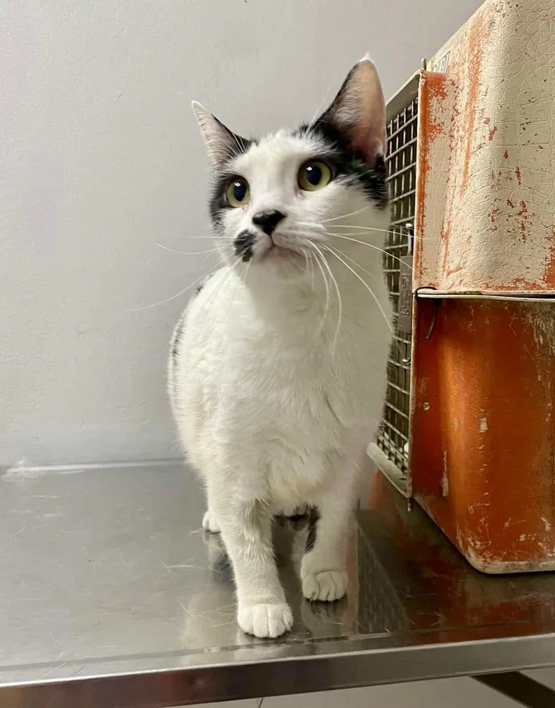 Little Lee thumbnail 4