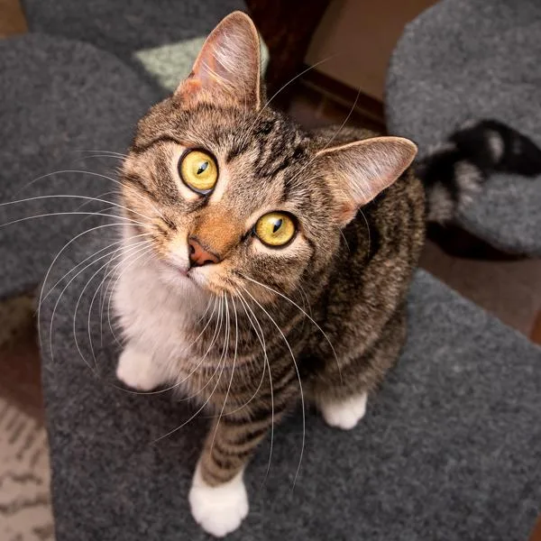 An adult medium-sized female Domestic Short Hair cat named Monkey for adoption in Des Moines, IA