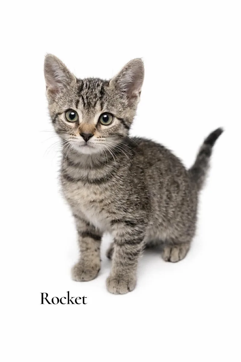 A baby medium-sized male Tabby (Brown / Chocolate) Domestic Short Hair cat named Rocket for adoption in Stevensville, MI