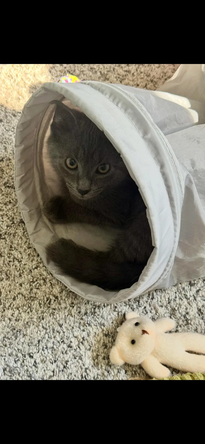 A baby small-sized male Domestic Short Hair cat named Cabbage for adoption in Bethel Park, PA