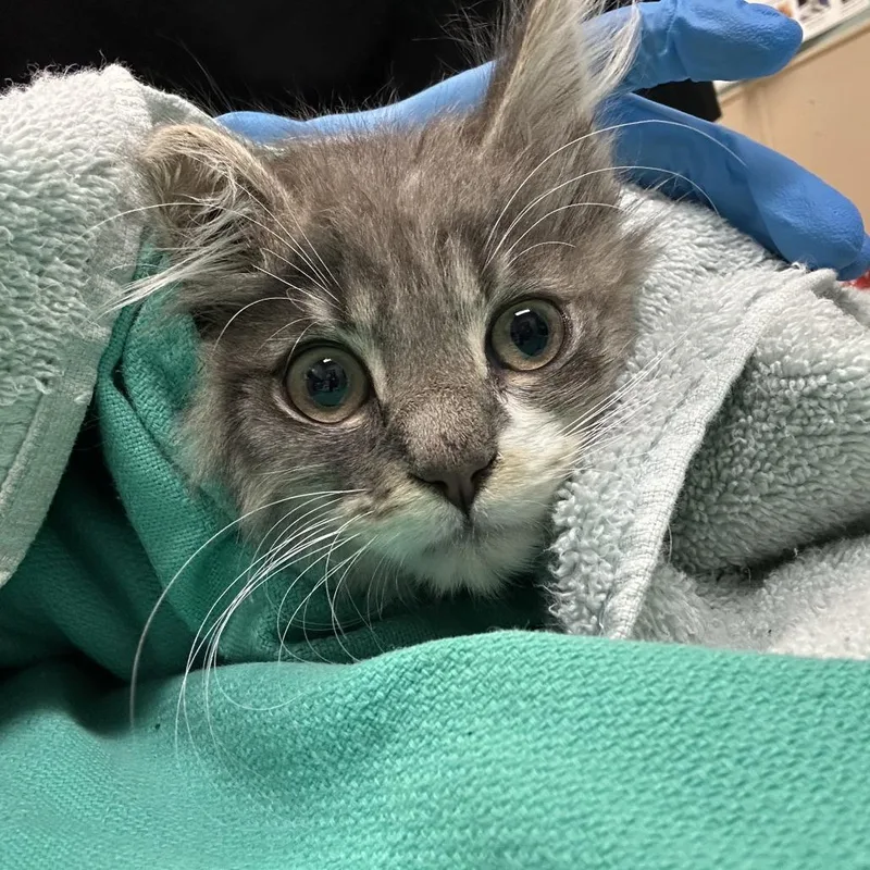 A baby small-sized male Gray / Blue / Silver Domestic Long Hair cat named Tomate for adoption in Tacoma, WA