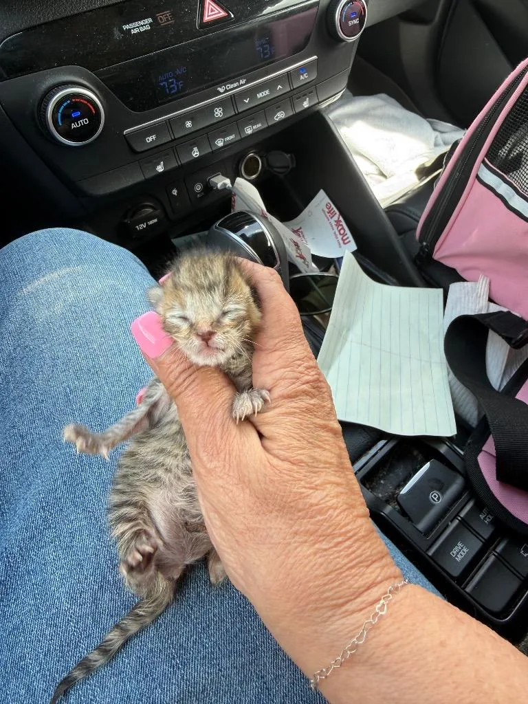 A baby small-sized female Domestic Short Hair cat named Azzy for adoption in Newnan, GA